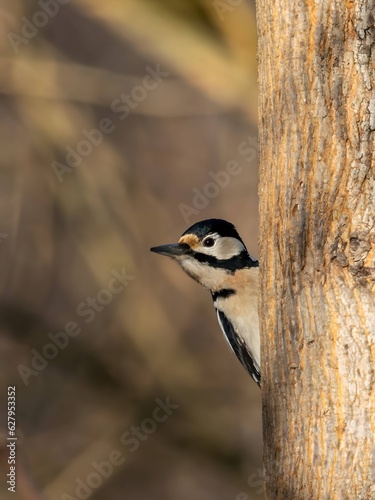 Great spotted woodpecker on tree trunk, blurred background.