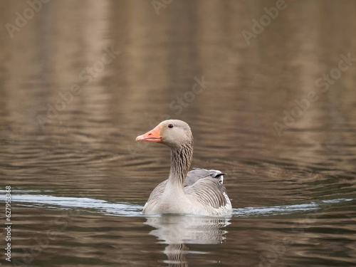 Greylag goose on the water, with reeds in the background. © Cavan