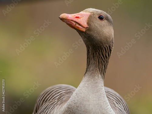 Greylag goose portrait photo, blurred background. photo