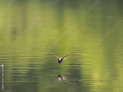Common swift touching the water surface