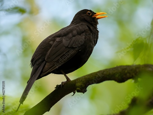Common blackbird sitting on a tree branch