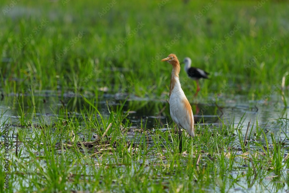 Egrets feeding on shells, crabs and fish in the fields. Egrets feeding on shells, crabs and fish in the fields.