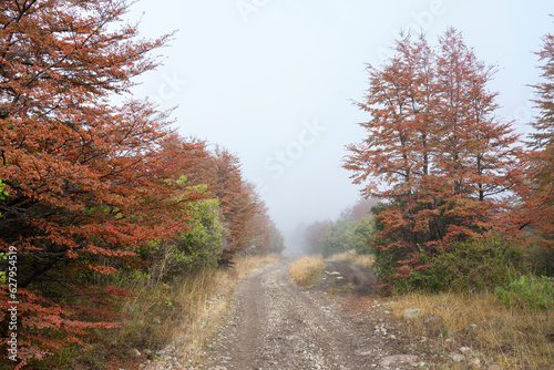 Dirt road with red trees on a foggy day in Patagonia