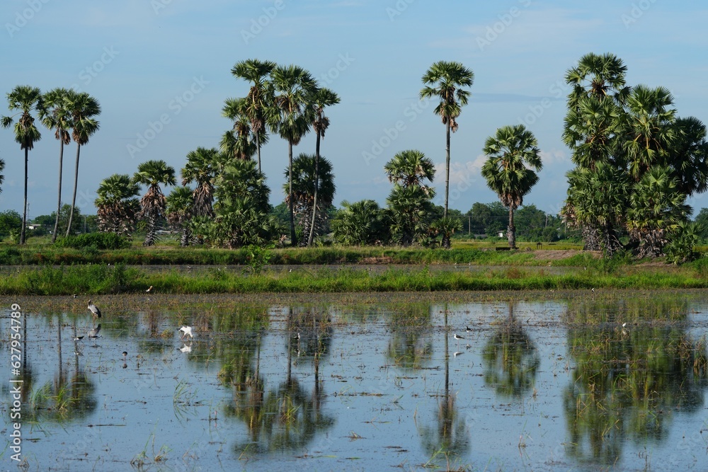 Obraz premium Palm trees grow naturally in the evening, the sky is beautiful.
