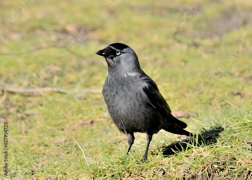 Western jackdaw on the grass, close-up photo. photo