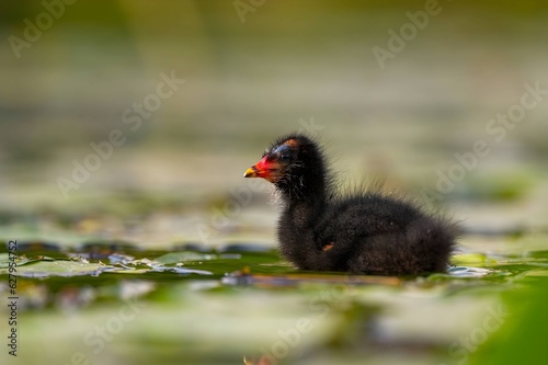 Baby common moorhen on the water, beautifully captured water