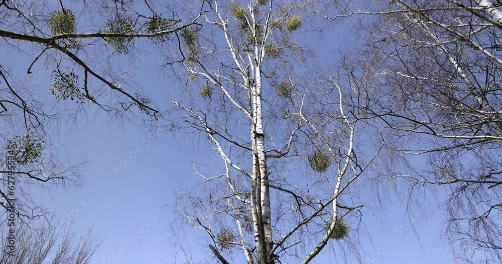 Birch tree branches in the park in spring sunny weather, old tall birches in the park in spring Birch tree branches in the park in spring sunny weather, old tall birches in the park in spring
