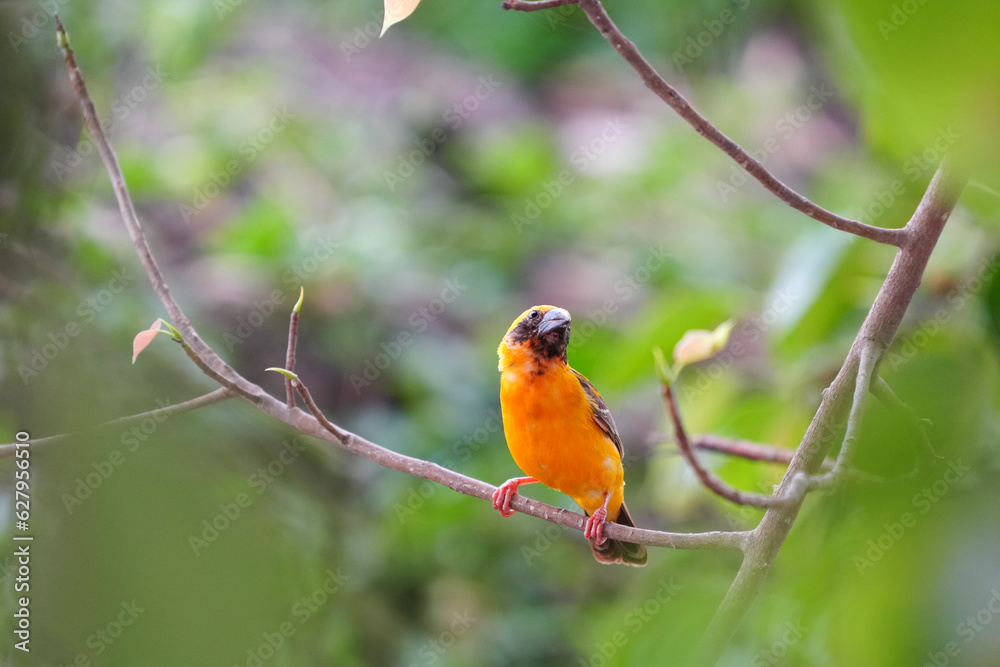 Golden warbler with yellow body and dark brown wings naturally. Golden warbler with yellow body and dark brown wings naturally.
