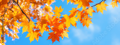 Defocused Autumn maple leaves with blue sky background, panoramic view. 