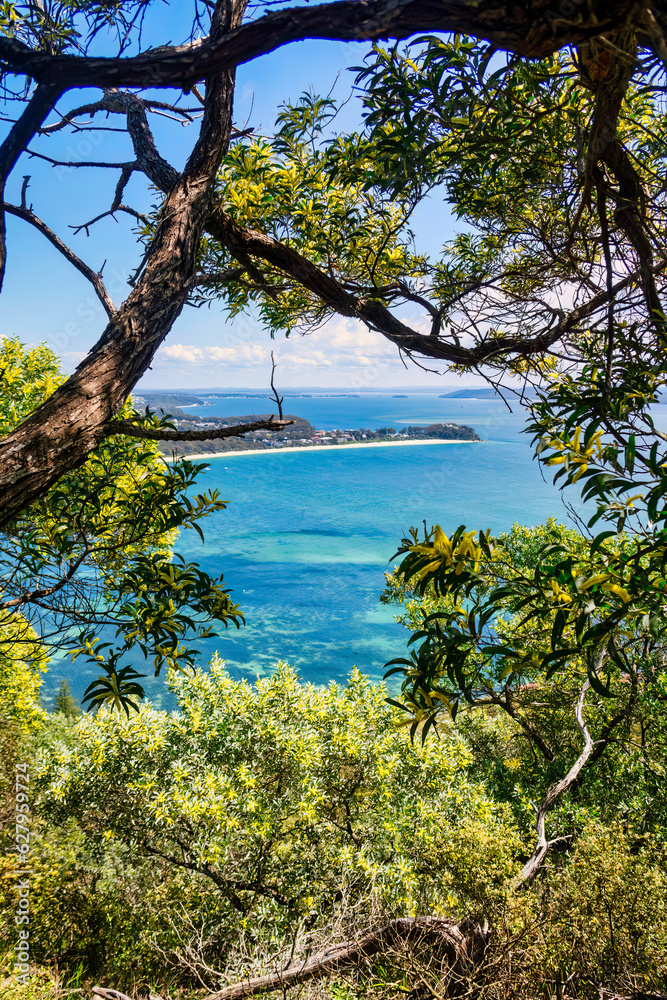 Australia Golden Coast Tree Sea
