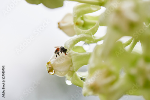 Honey bee perching on white crown flower