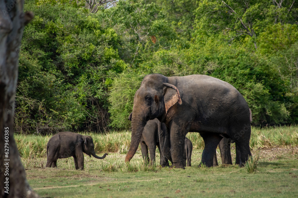 elephant kid challenging to the younger elephant