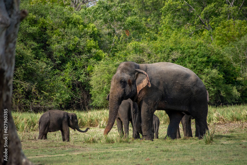 elephant kid challenging to the younger elephant