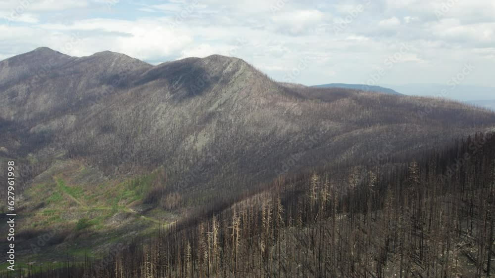 Charred skeletal remains of trees on mountainside after wildfire, B.C. Aerial Charred skeletal remains of trees on mountainside after wildfire, B.C. Aerial