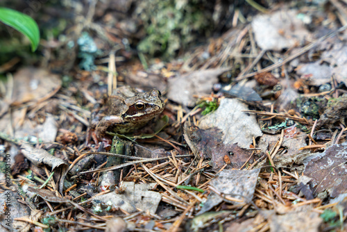 Common frog or grass frog (Rana temporaria) on a ground in forest