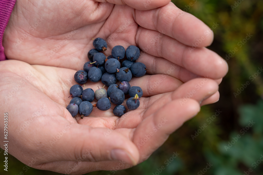Fresh wild blueberries in palm Fresh wild blueberries in palm