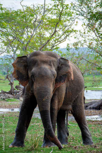 Srilankan Elephant in his kingdom