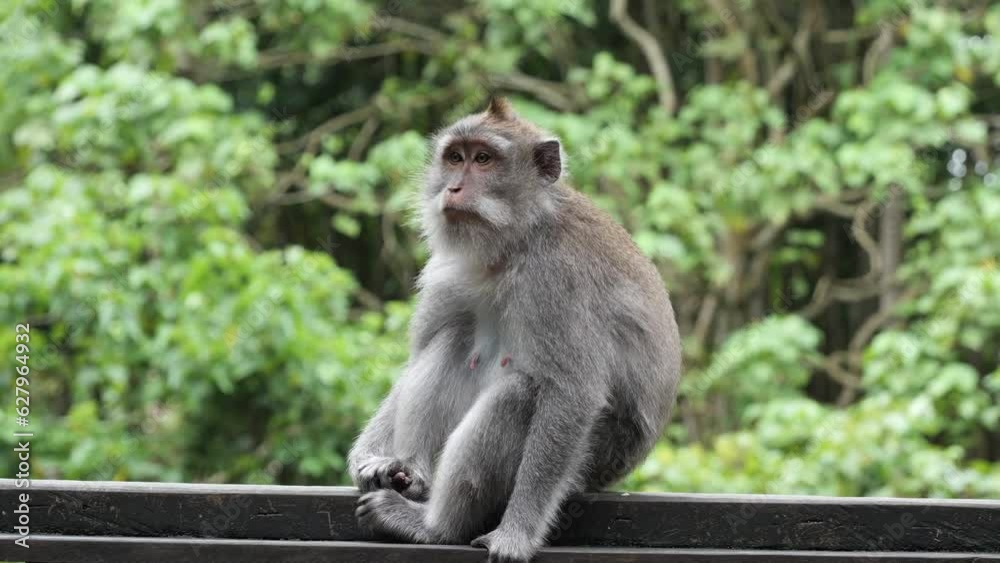 Single grey monkey sitting and walking a stone wall with lush green forest background. Long-tailed macaque monkey in Ubud Monkey Forest. Beautiful fur of a grey-colored monkey. Single grey monkey sitting and walking a stone wall with lush green forest background. Long-tailed macaque monkey in Ubud Monkey Forest. Beautiful fur of a grey-colored monkey.