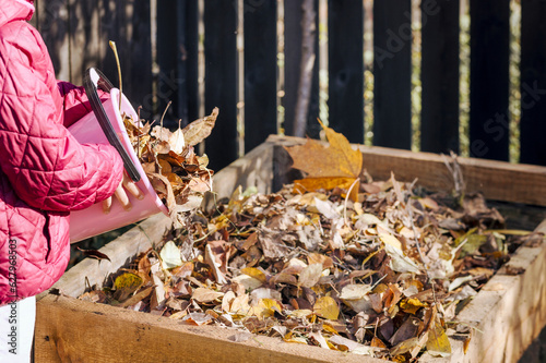 Throwing Fallen Leaves into Compost Heap Container in Autumn Garden. Composting Autumn Leaves and Recycling Waste. Autumn Garedn Cleaning photo