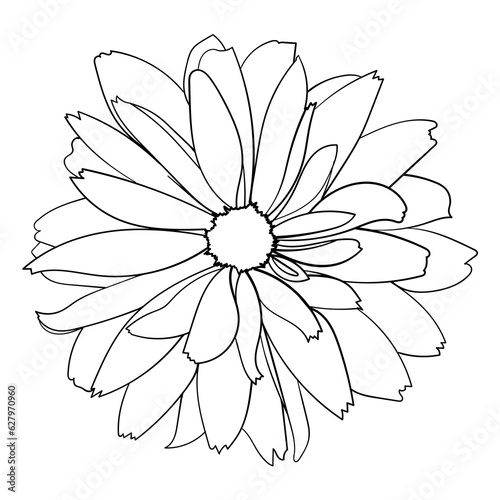 Daisy flower. Vector illustration.