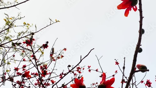 A hawk flies above a red silk cotton tree in Bangladesh photo