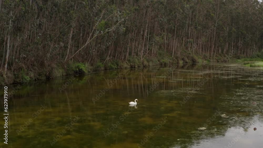 Cinematic shot of a serene swan at peace in the river, surrounded by varying shades of green water and lush trees in the background. Slow motion Cinematic shot of a serene swan at peace in the river, surrounded by varying shades of green water and lush trees in the background. Slow motion