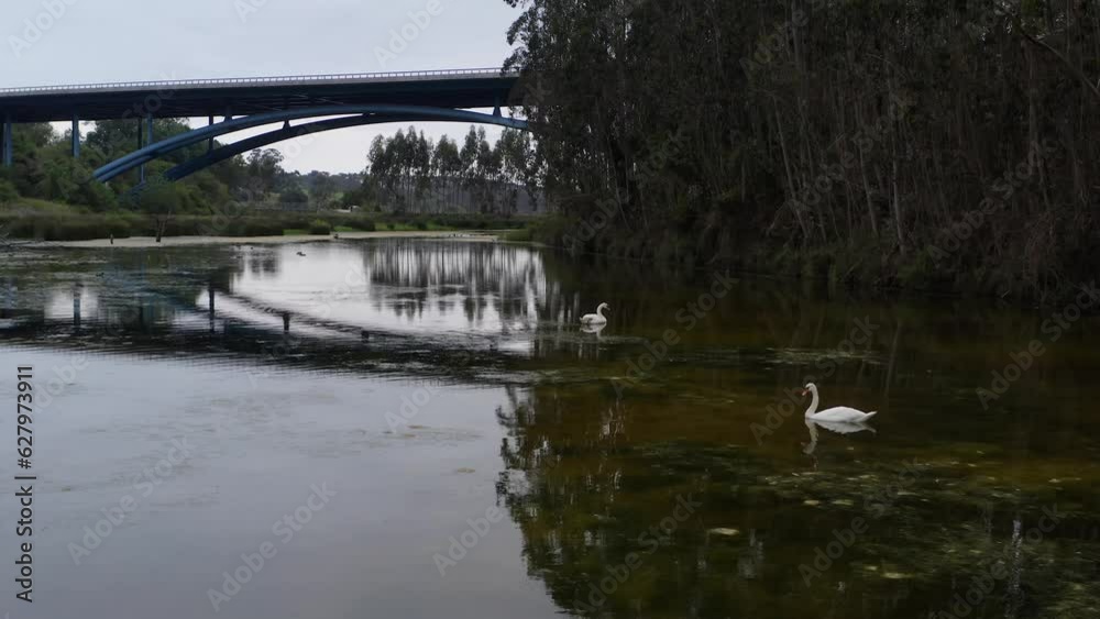 Captivating view of two graceful swans with stunning reflections on the water—nature and motorway bridge in San Vicente de la Barquera Captivating view of two graceful swans with stunning reflections on the water—nature and motorway bridge in San Vicente de la Barquera