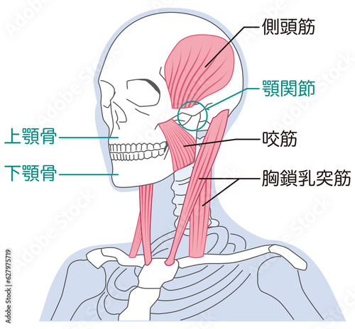 首と顎の筋肉の構造　胸鎖乳突筋 photo