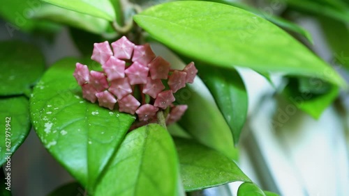 Lush inflorescence of Hoya carnosa. Porcelain flower or wax plant. Waxy plant Hoya carnosa with pink flowers. Hoya carnosa flowers.