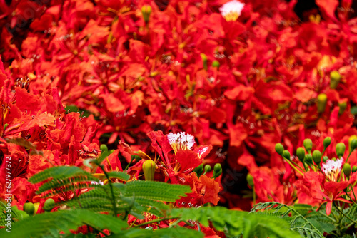 Buds and red flowers of Royal poinciana or Delonix regia or Flamboyant close-up