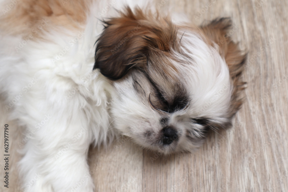 A cute white-brown puppy sleeps on the floor. Close-up. Selective focus. Copyspace A cute white-brown puppy sleeps on the floor. Close-up. Selective focus. Copyspace