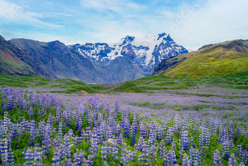 Aerial top view of iceberg and glacier and lupine flowers field in summer season in Iceland photo