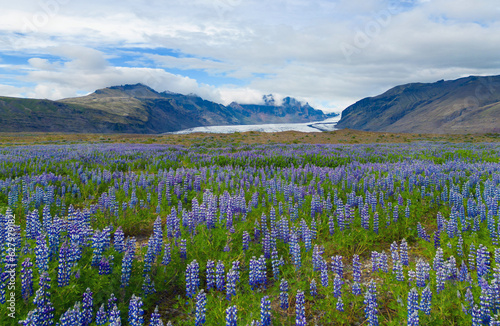 Aerial top view of iceberg and glacier and lupine flowers field in summer season in Iceland