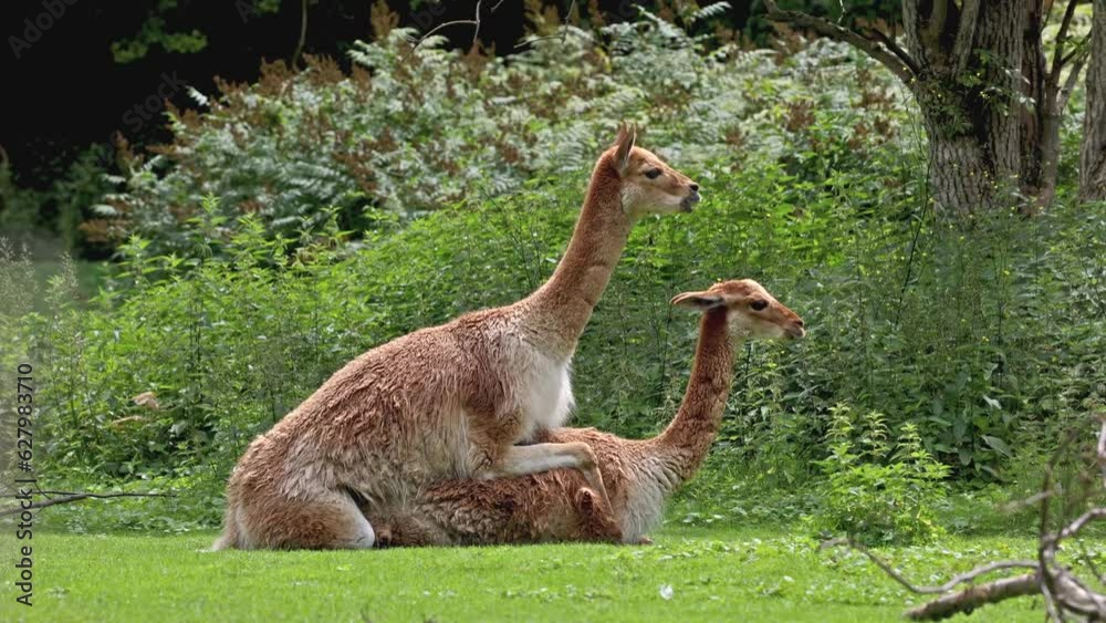 mating behavior of the Vicunas, Vicugna Vicugna, relatives of the llama which live in the high alpine areas of the Andes