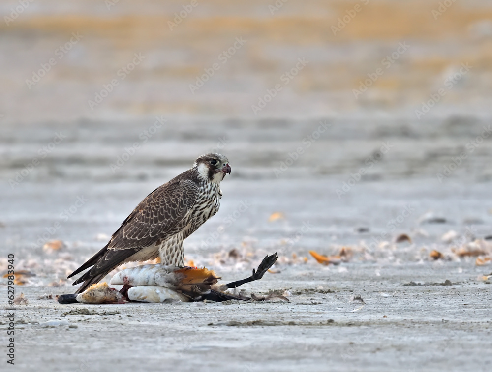 Peregrine falcon with prey Peregrine falcon with prey
