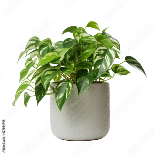 A low-light tolerant pothos plant isolated on a white background.
