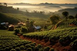 Coffee plantation sunset. Generate Ai