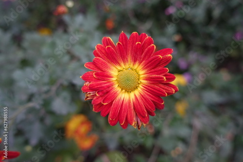 Closeup of red and yellow flower of Chrysanthemum in October photo