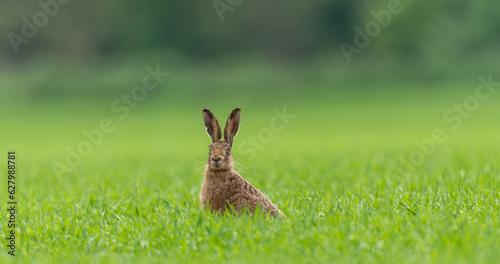 hare in the grass on alert © mark