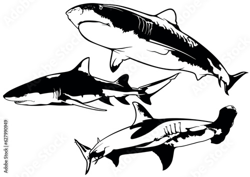 Set of Shark Drawings