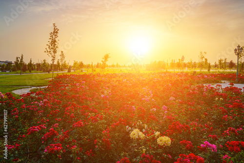 City park in early summer or spring with red blooming roses on a foreground and cloudy sky on a sunset or sunrise at summertime. photo