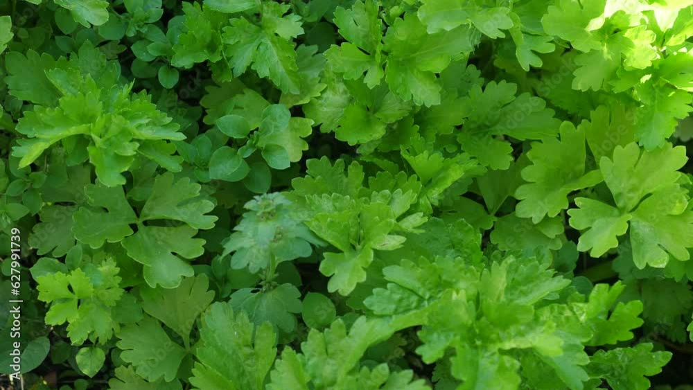 celery growing on a plantation. useful properties of celery, agriculture, vegetables and herbs for cooking. Harvest of celery celery growing on a plantation. useful properties of celery, agriculture, vegetables and herbs for cooking. Harvest of celery