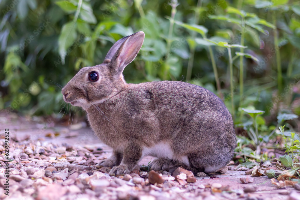Fototapeta premium The Gardener Rabbit