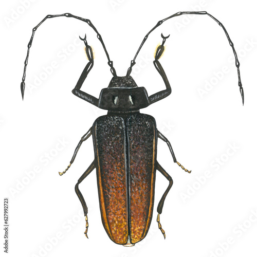 Watercolor illustration of male longhorn beetle Ergates faber. Hand drawn isolated on a transparent background photo