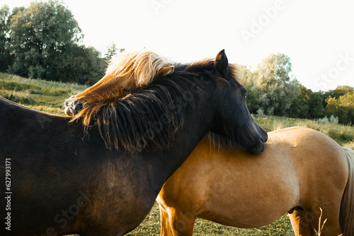 chevaux entrain de se c  liner