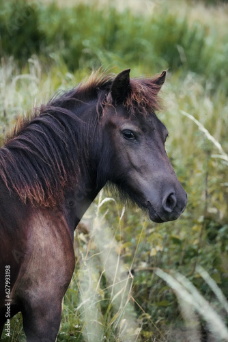 Fototapeta Naklejka Na Ścianę i Meble -  Portrait cheval