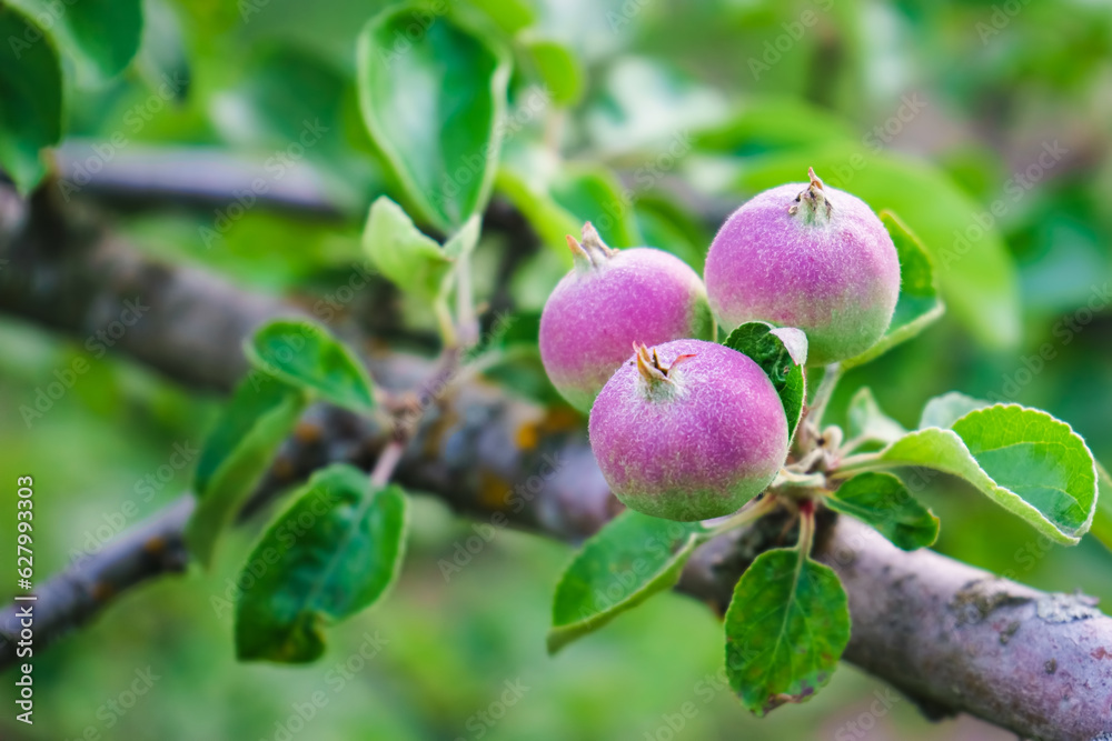 three small young apples ripen on a tree branch three small young apples ripen on a tree branch