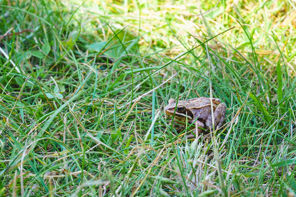 a very small frog sits in the grass