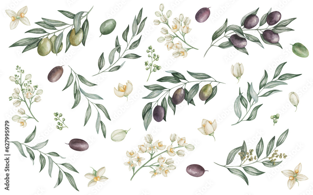Watercolor set of illustrations. Hand painted branch of black and green olives with leaves and flowers. Olive tree. Mediterranean fruits. Botanical elements. Isolated nature clip art for banner, print Watercolor set of illustrations. Hand painted branch of black and green olives with leaves and flowers. Olive tree. Mediterranean fruits. Botanical elements. Isolated nature clip art for banner, print