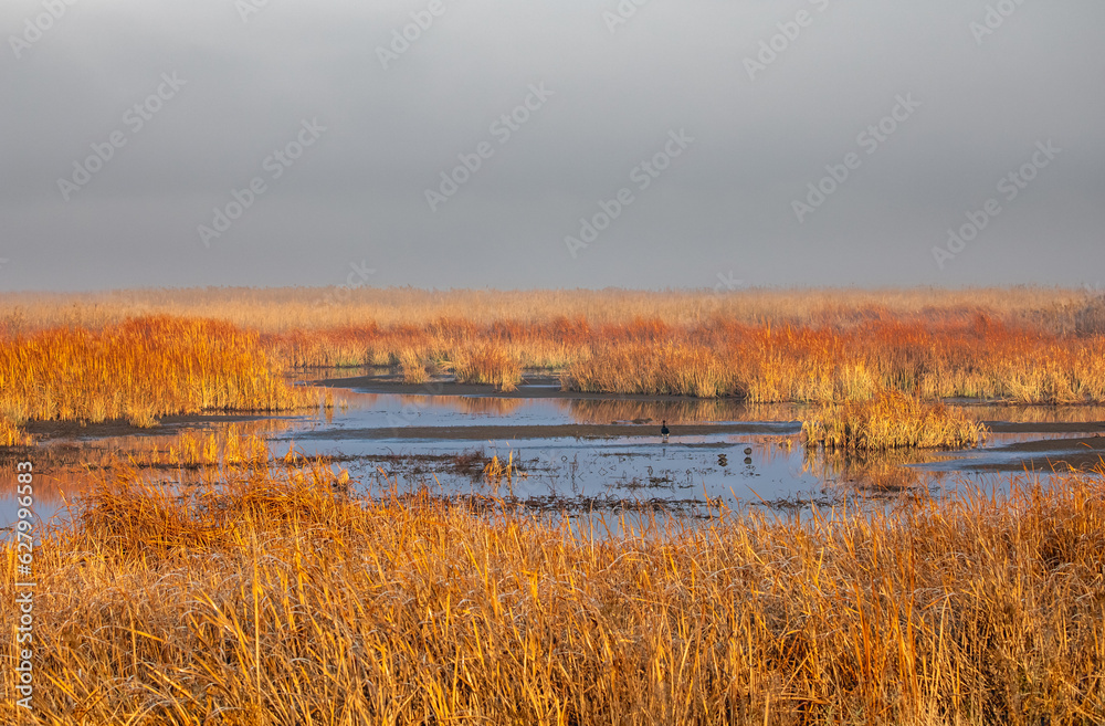 Winter Wetland